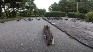 忍び足で鳩たちに近づく猫の動画のワンシーン